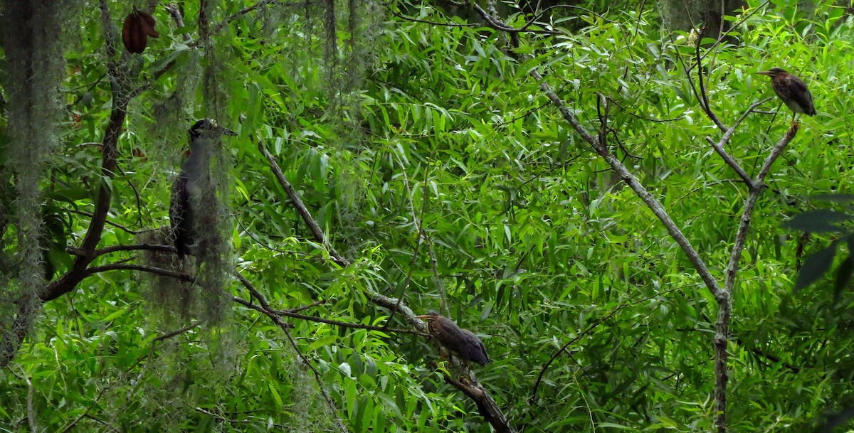 Green Heron - ML620434097