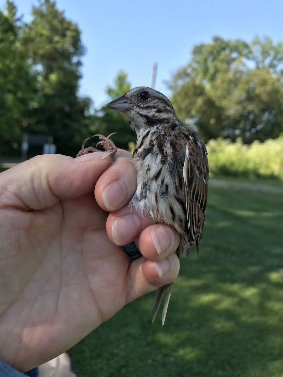 Song Sparrow - ML620434100