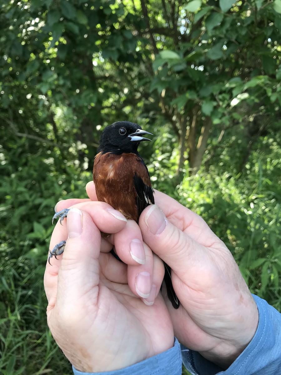 Orchard Oriole (Orchard) - ML620434102