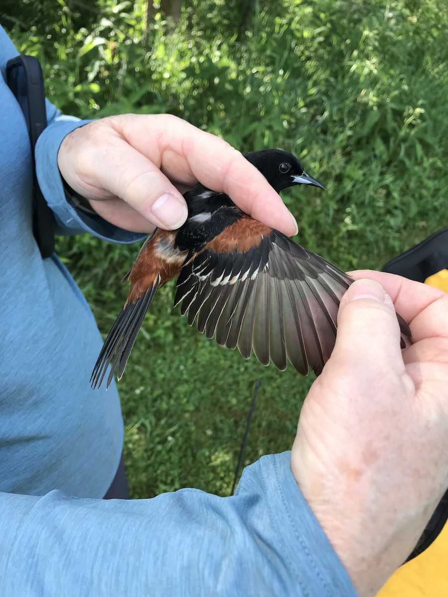 Orchard Oriole (Orchard) - ML620434103