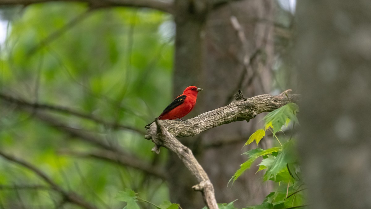 Scarlet Tanager - ML620434104