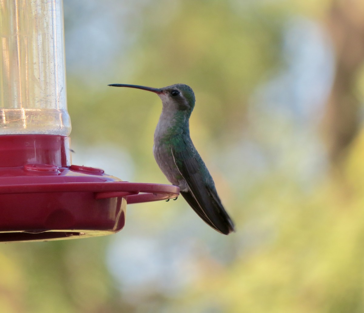 Colibrí Piquiancho Común - ML620434108