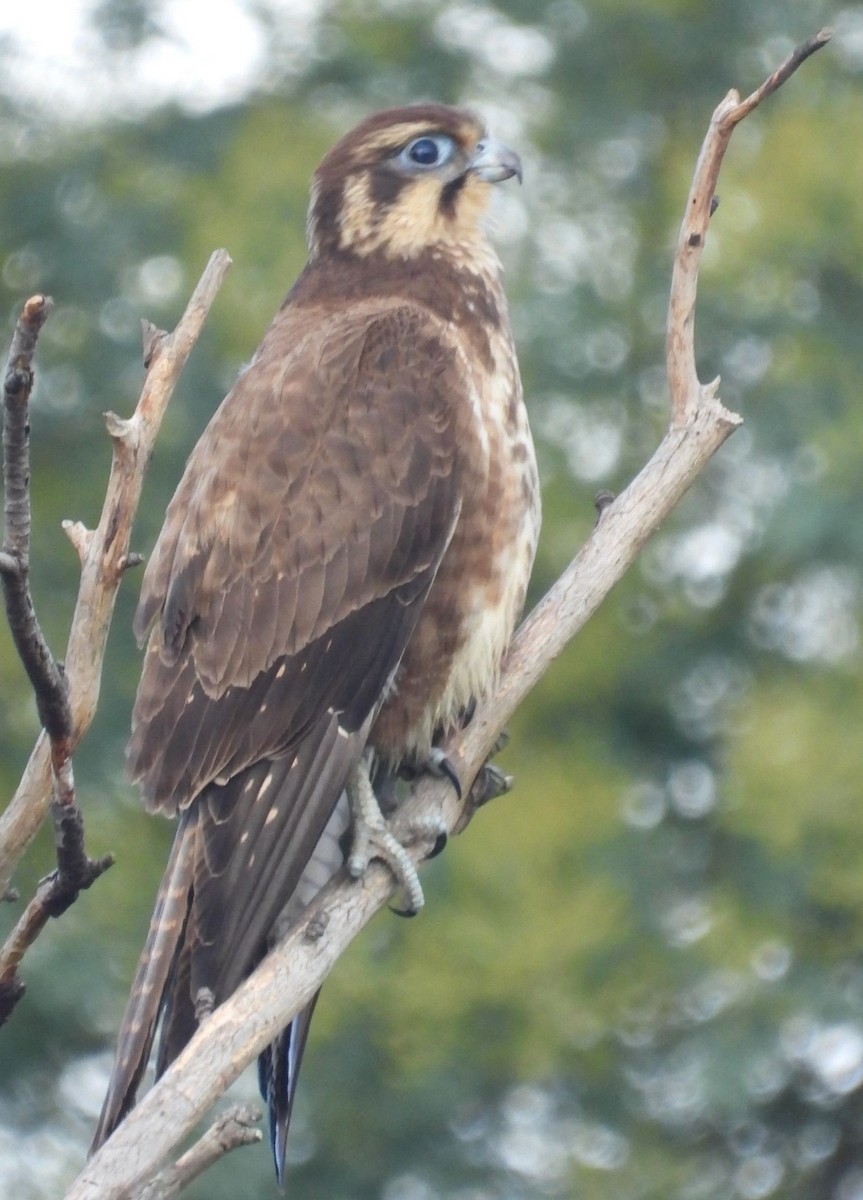 Brown Falcon - ML620434109