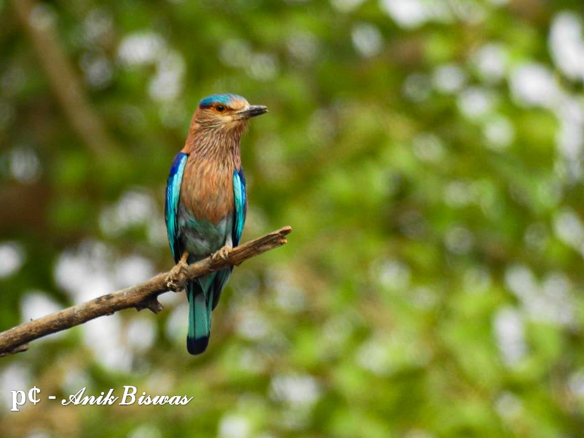 Indian Roller - ML620434120