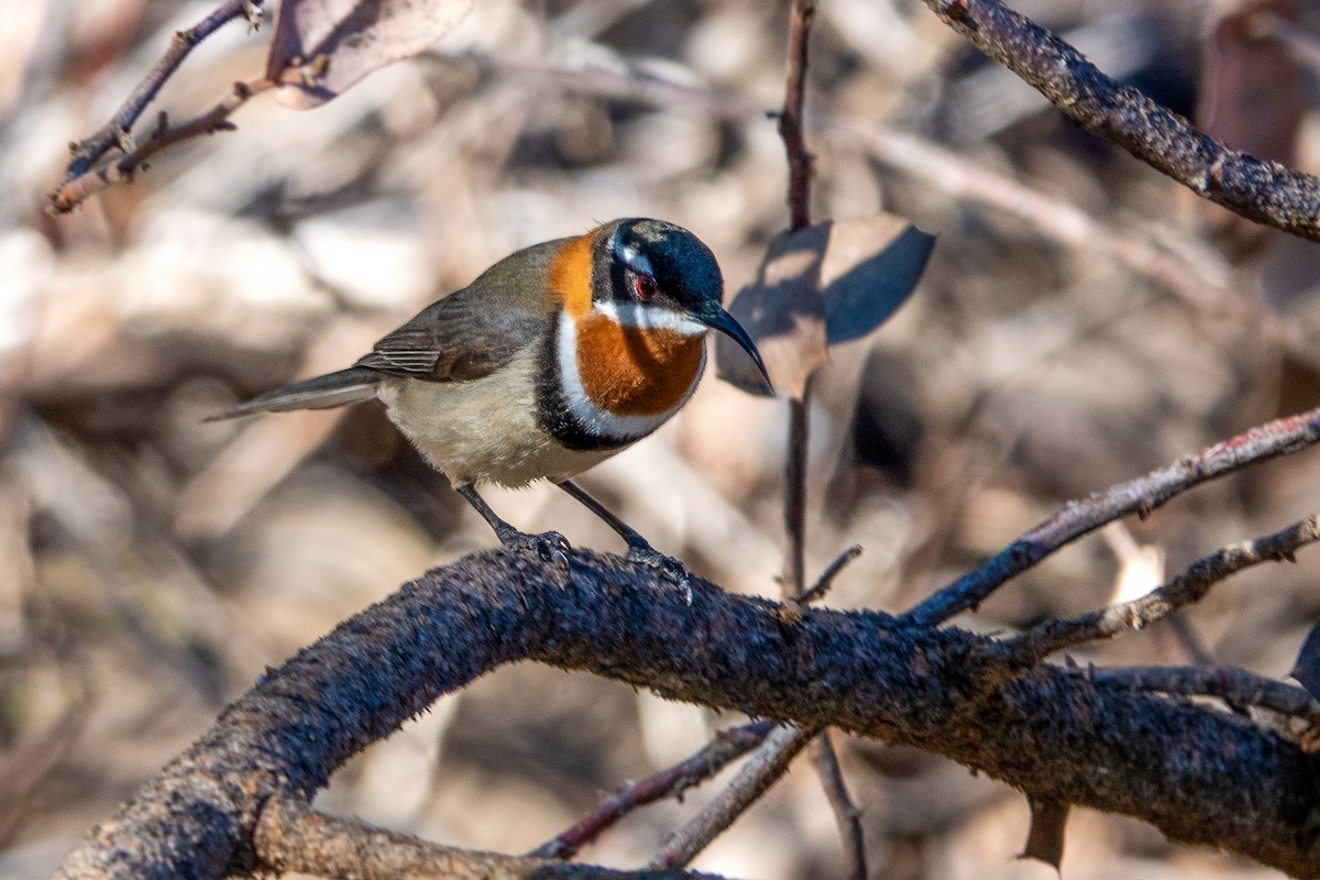 Western Spinebill - ML620434121