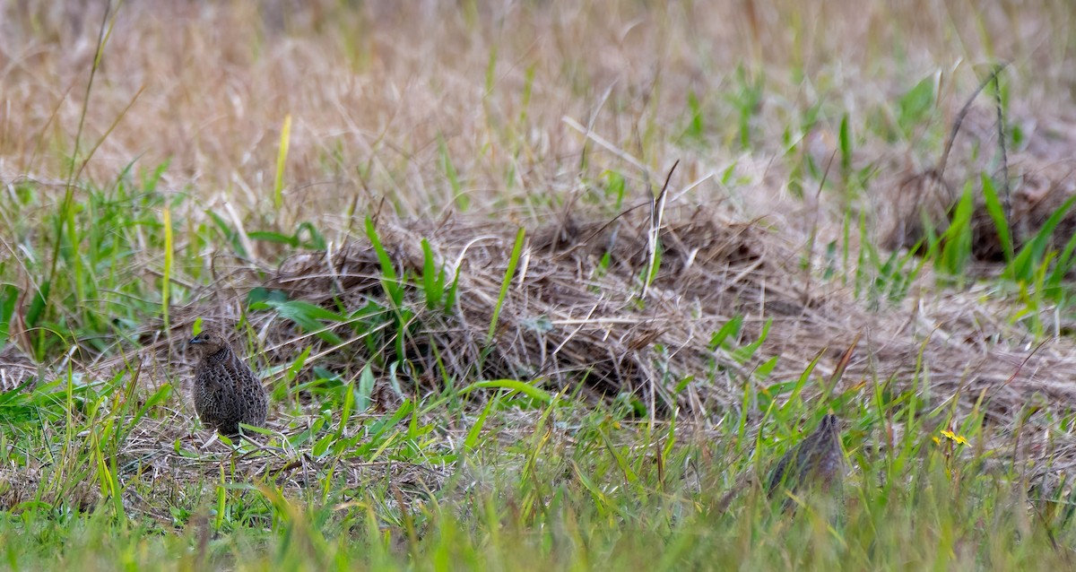 Brown Quail - ML620434122