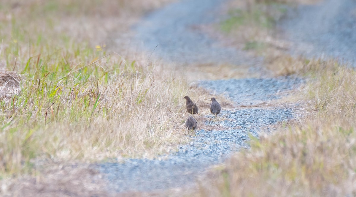 Brown Quail - ML620434123