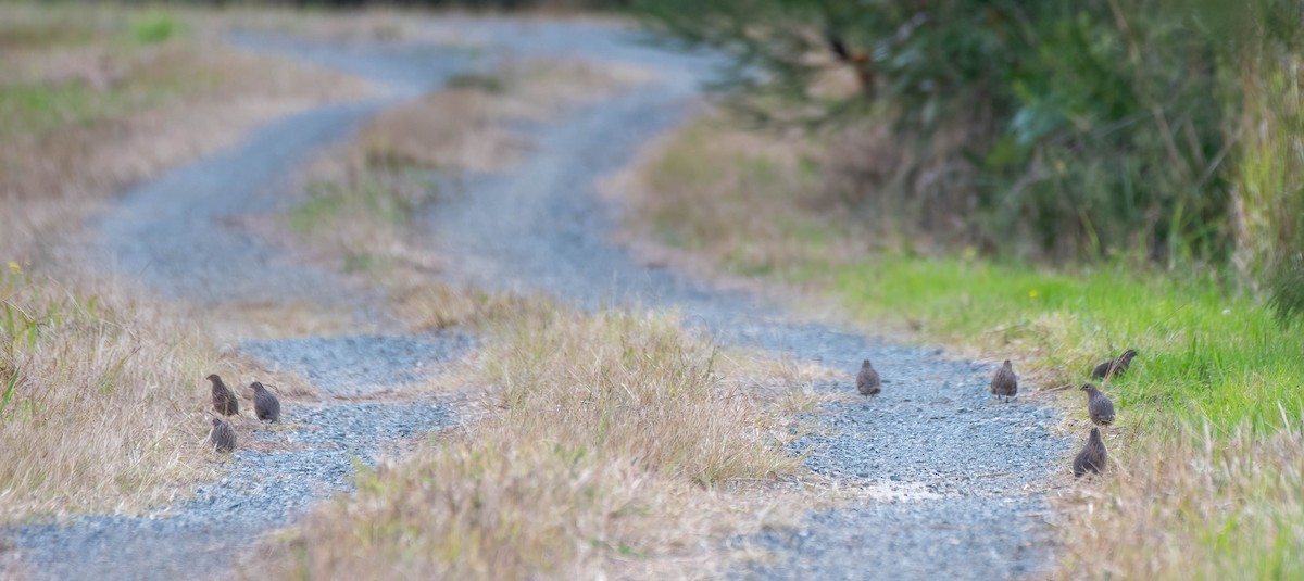 Brown Quail - ML620434124