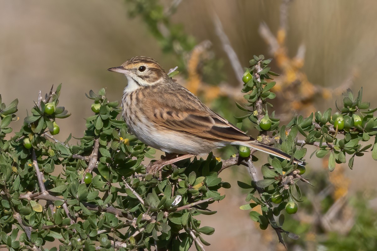 Bisbita Neozelandés (grupo australis) - ML620434127