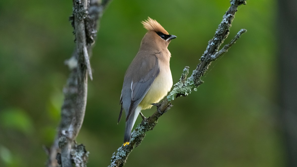 Cedar Waxwing - ML620434129