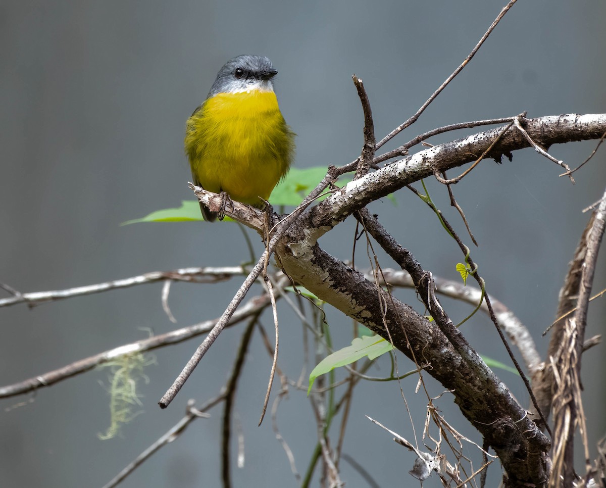 Eastern Yellow Robin - ML620434137