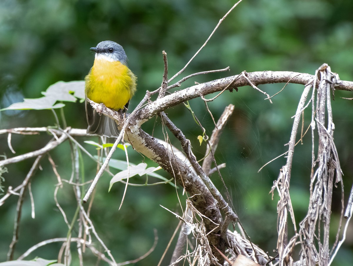 Eastern Yellow Robin - ML620434140