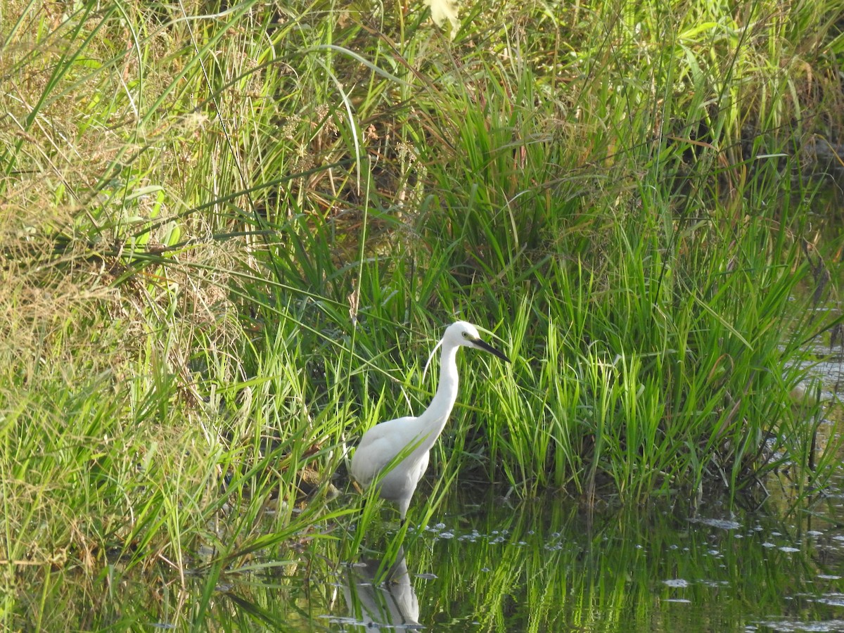 Little Egret - ML620434142