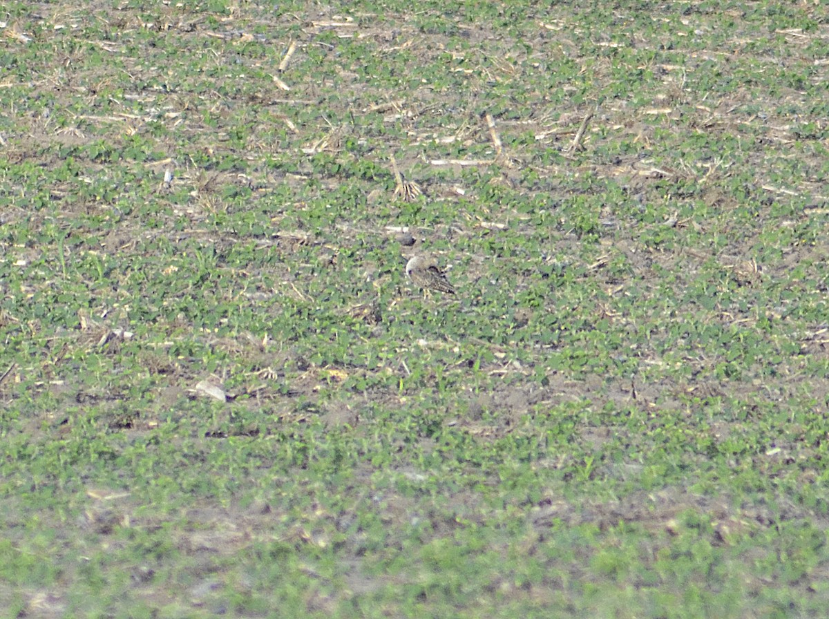 Upland Sandpiper - ML620434146