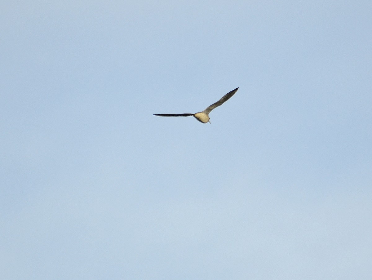 Upland Sandpiper - ML620434148