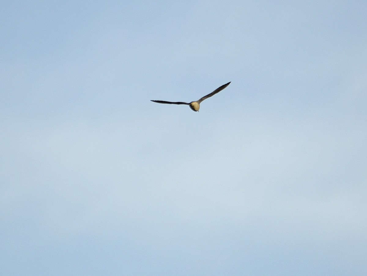 Upland Sandpiper - ML620434149