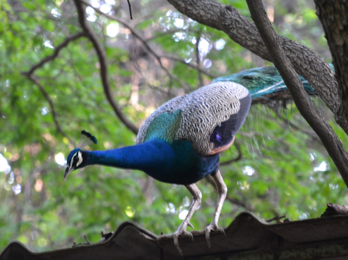 Indian Peafowl - ML620434160