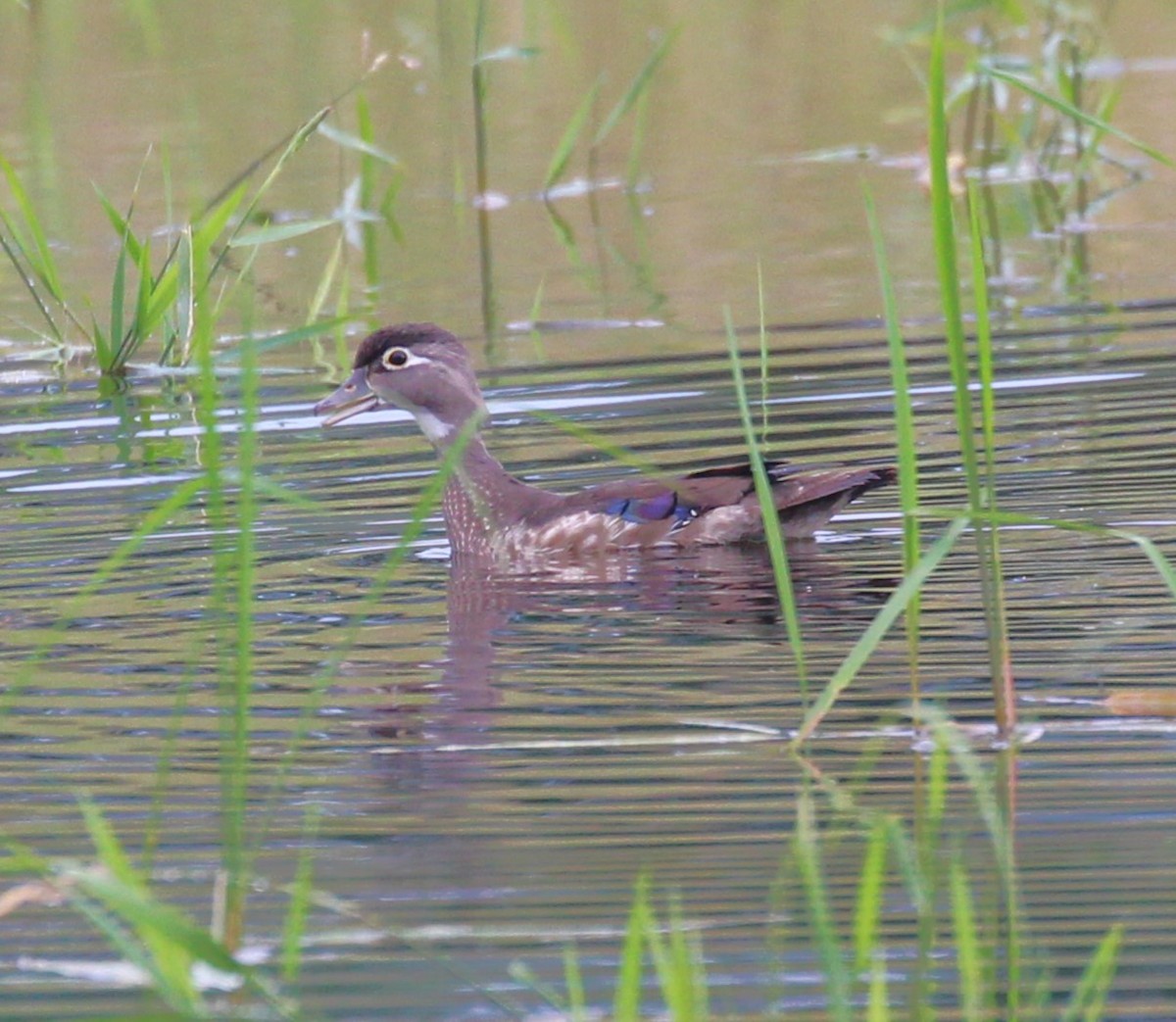 Wood Duck - ML620434161