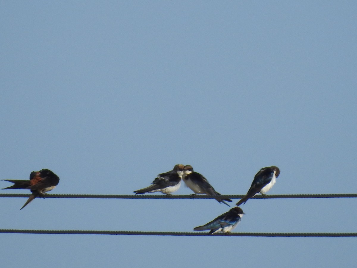 Wire-tailed Swallow - ML620434167