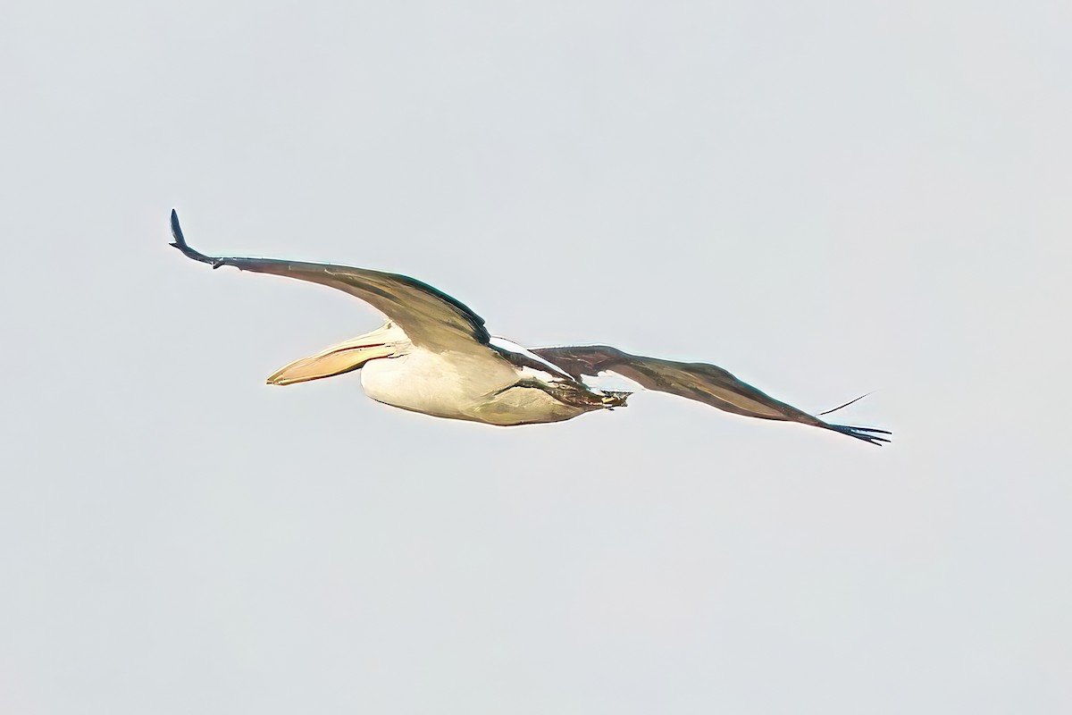 Australian Pelican - ML620434171