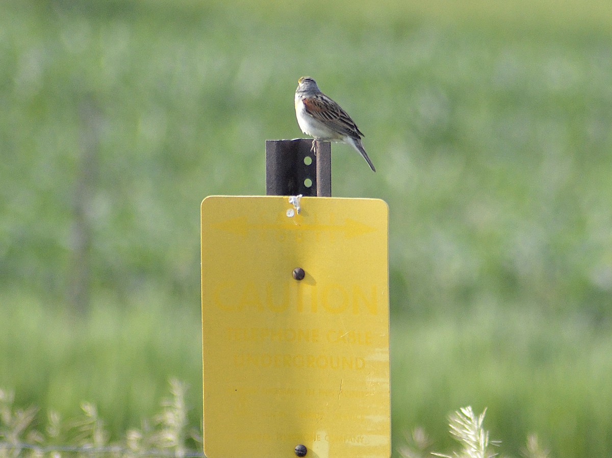 Dickcissel d'Amérique - ML620434172