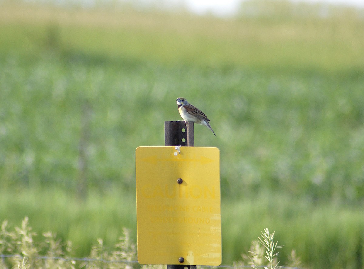 Dickcissel - ML620434173