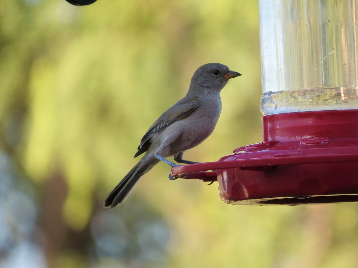 Pájaro Moscón Baloncito - ML620434175