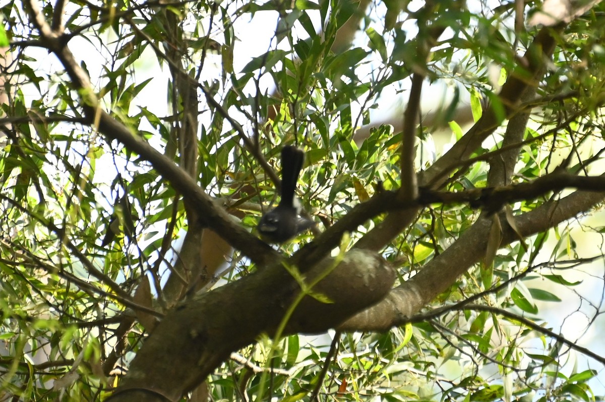 White-browed Scrubwren - ML620434176