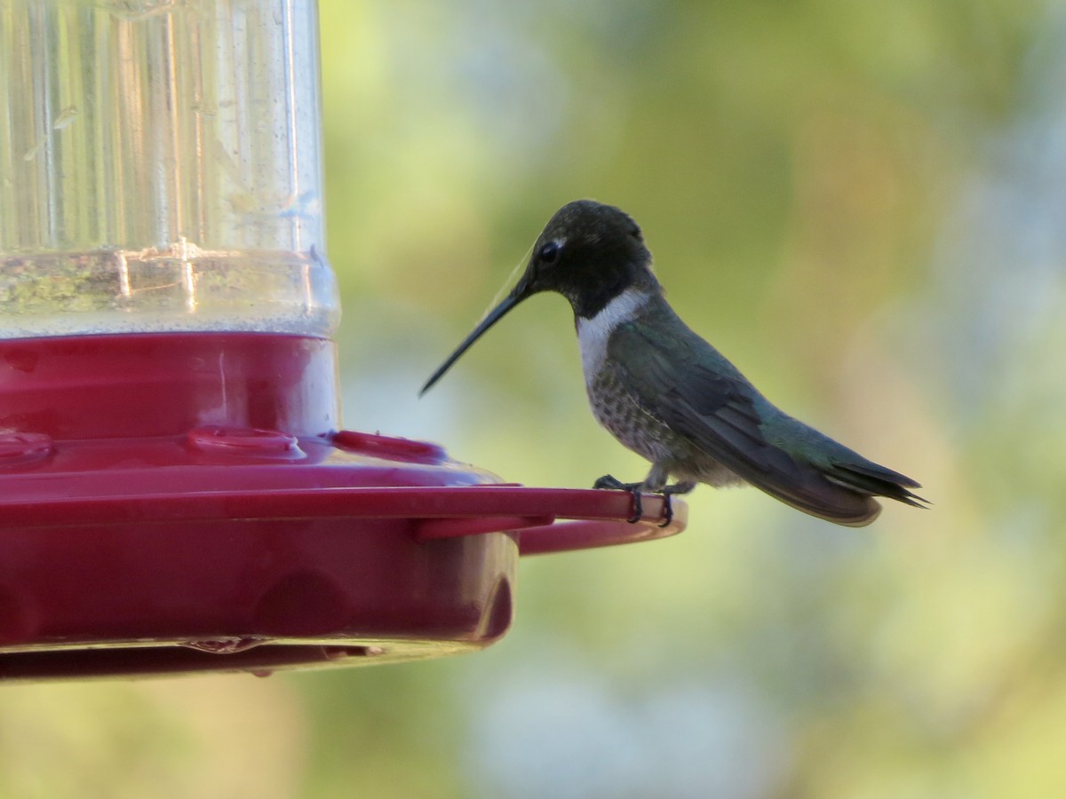 Black-chinned Hummingbird - Dawn Zappone