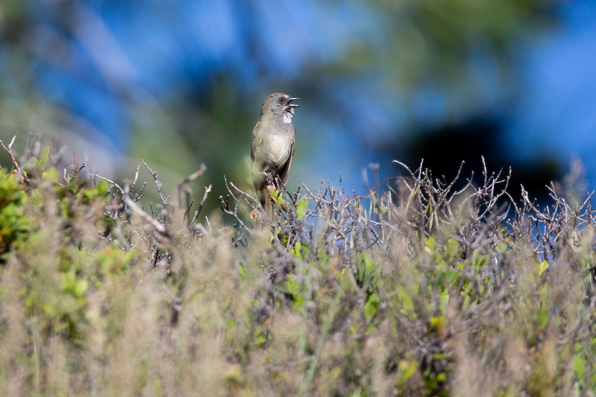 Green-tailed Towhee - ML620434183