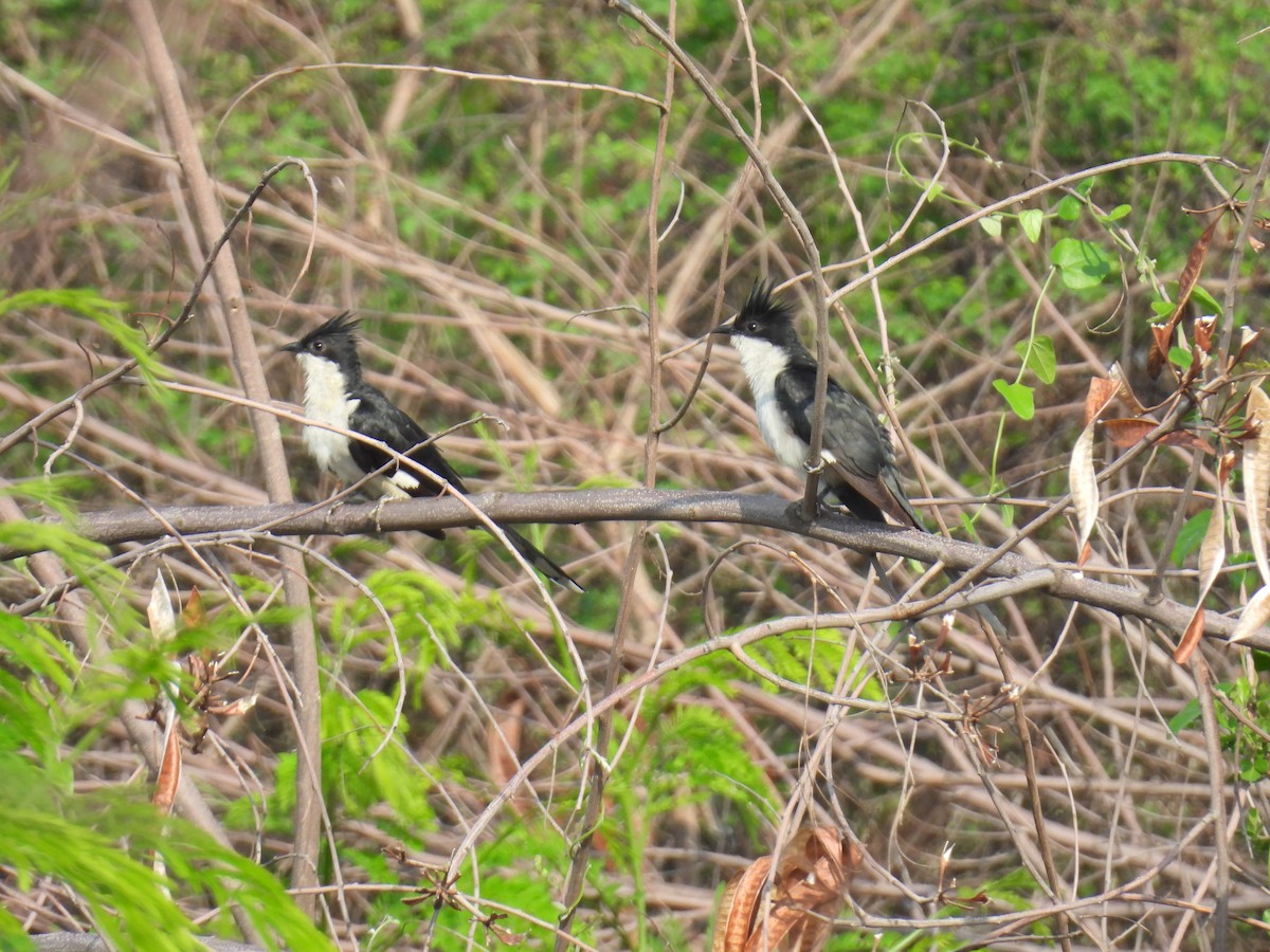 Pied Cuckoo - ML620434184