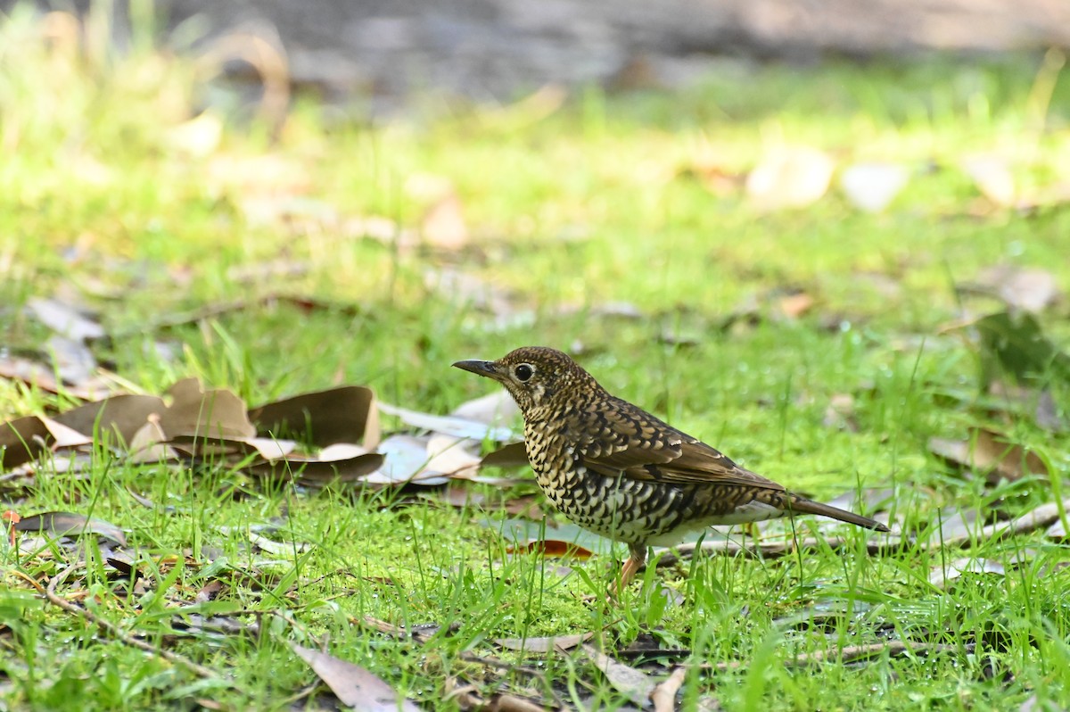 Bassian Thrush - ML620434187