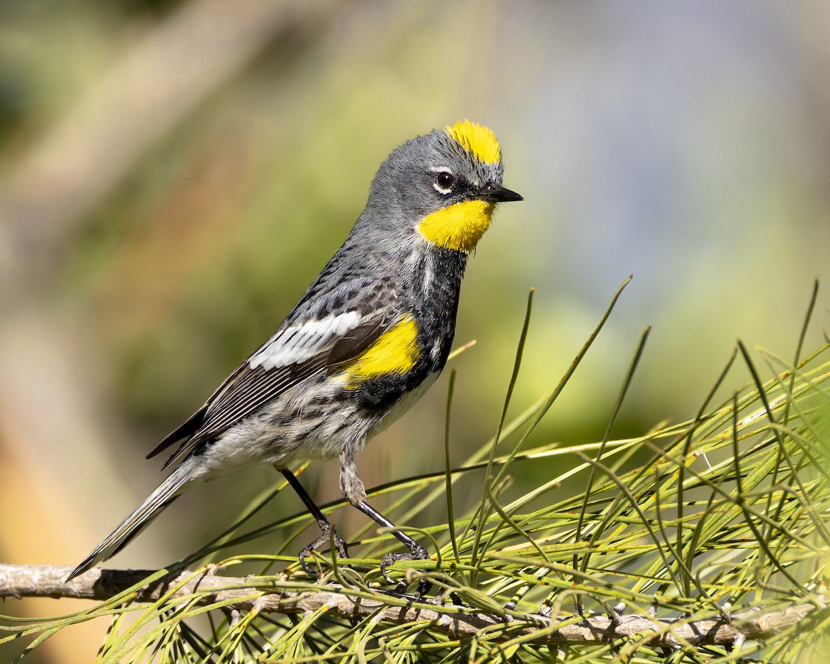 Yellow-rumped Warbler (Audubon's) - ML620434191