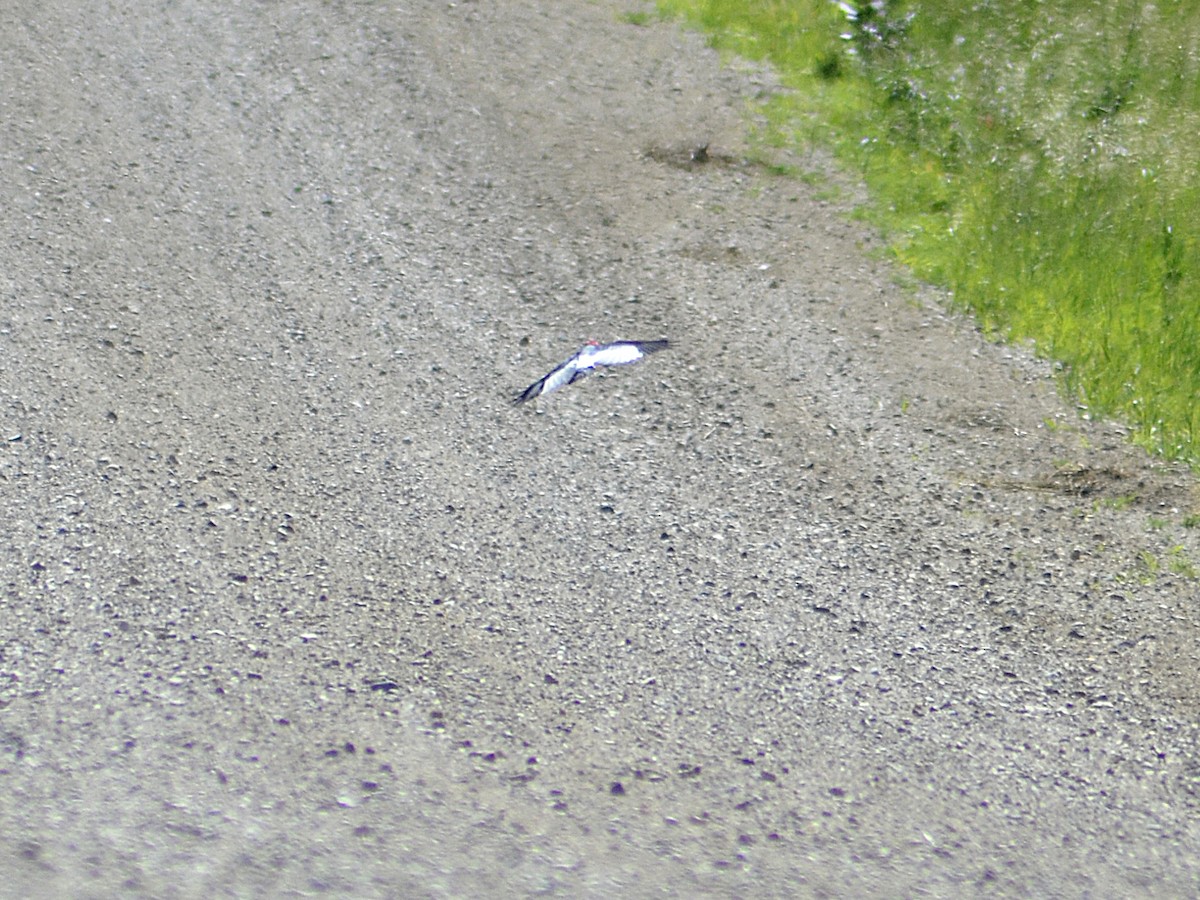 Red-headed Woodpecker - ML620434194