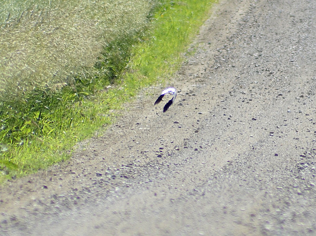 Red-headed Woodpecker - ML620434196