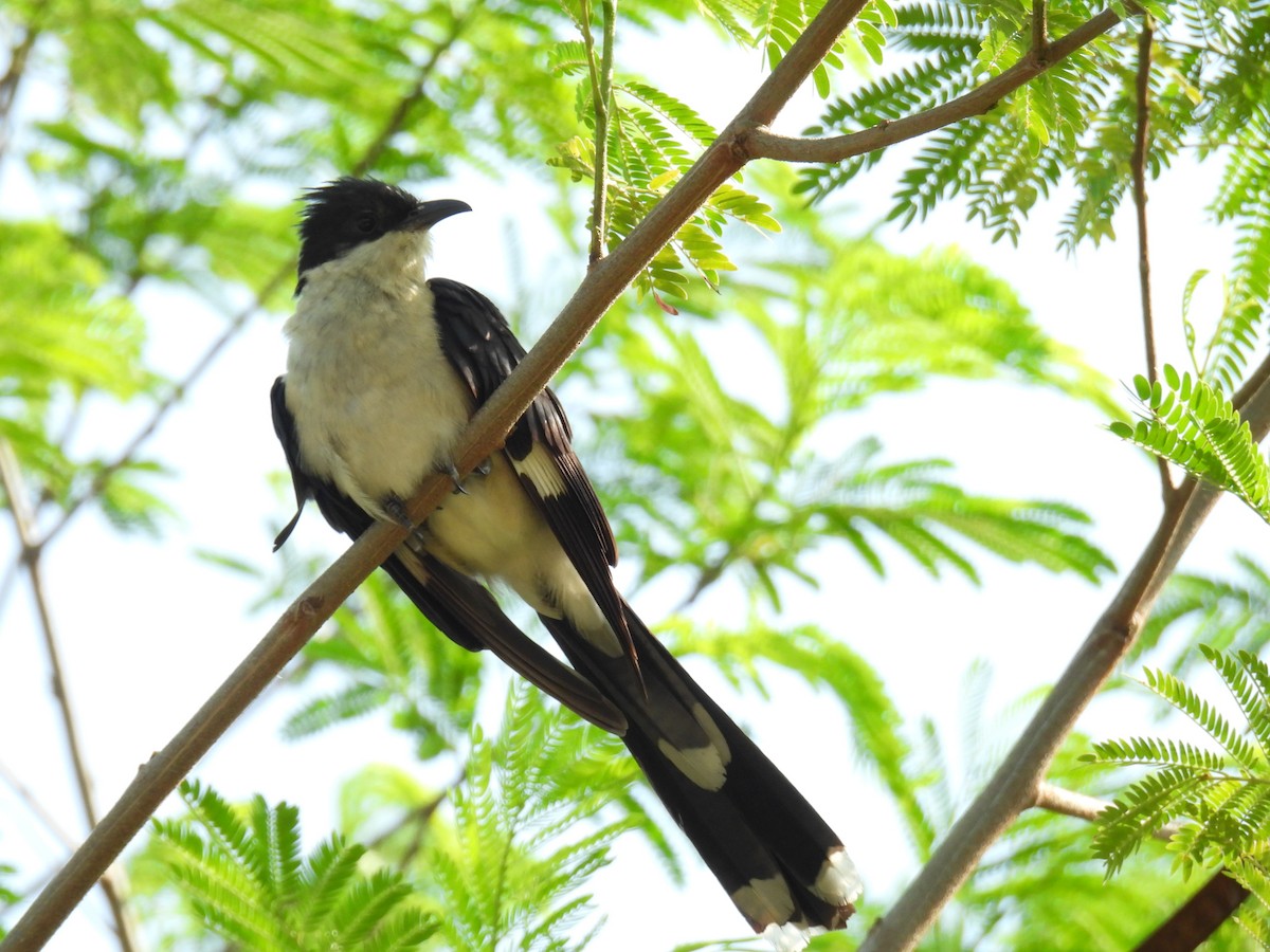 Pied Cuckoo - ML620434200