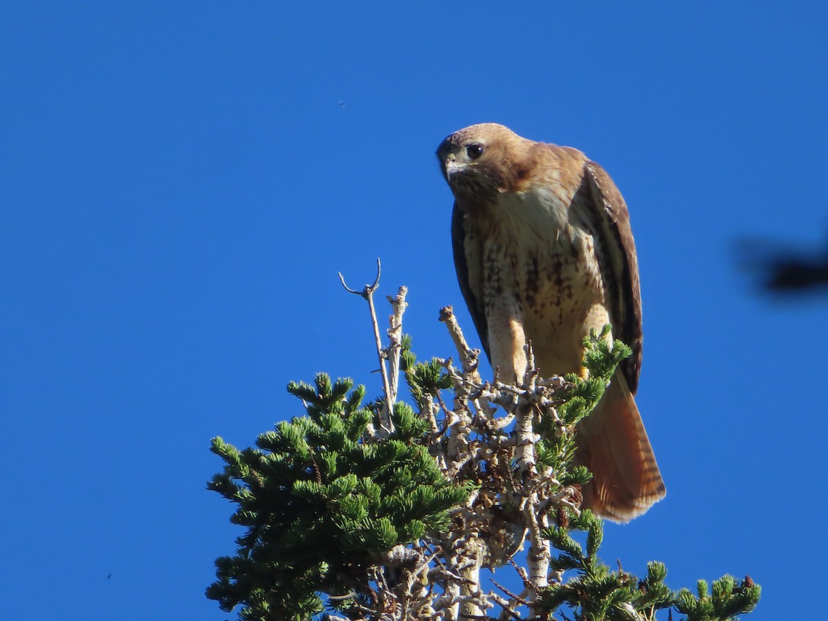 Red-tailed Hawk - ML620434205