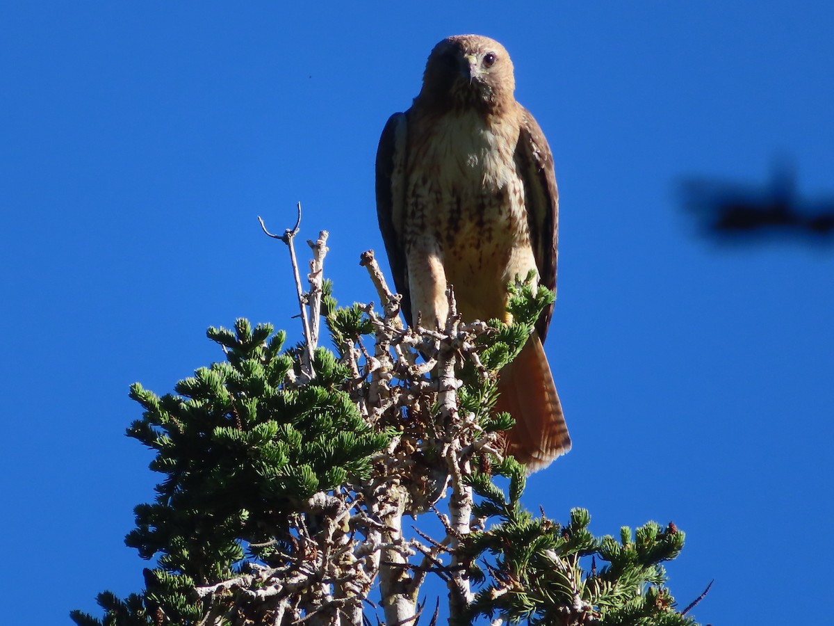 Rotschwanzbussard - ML620434206