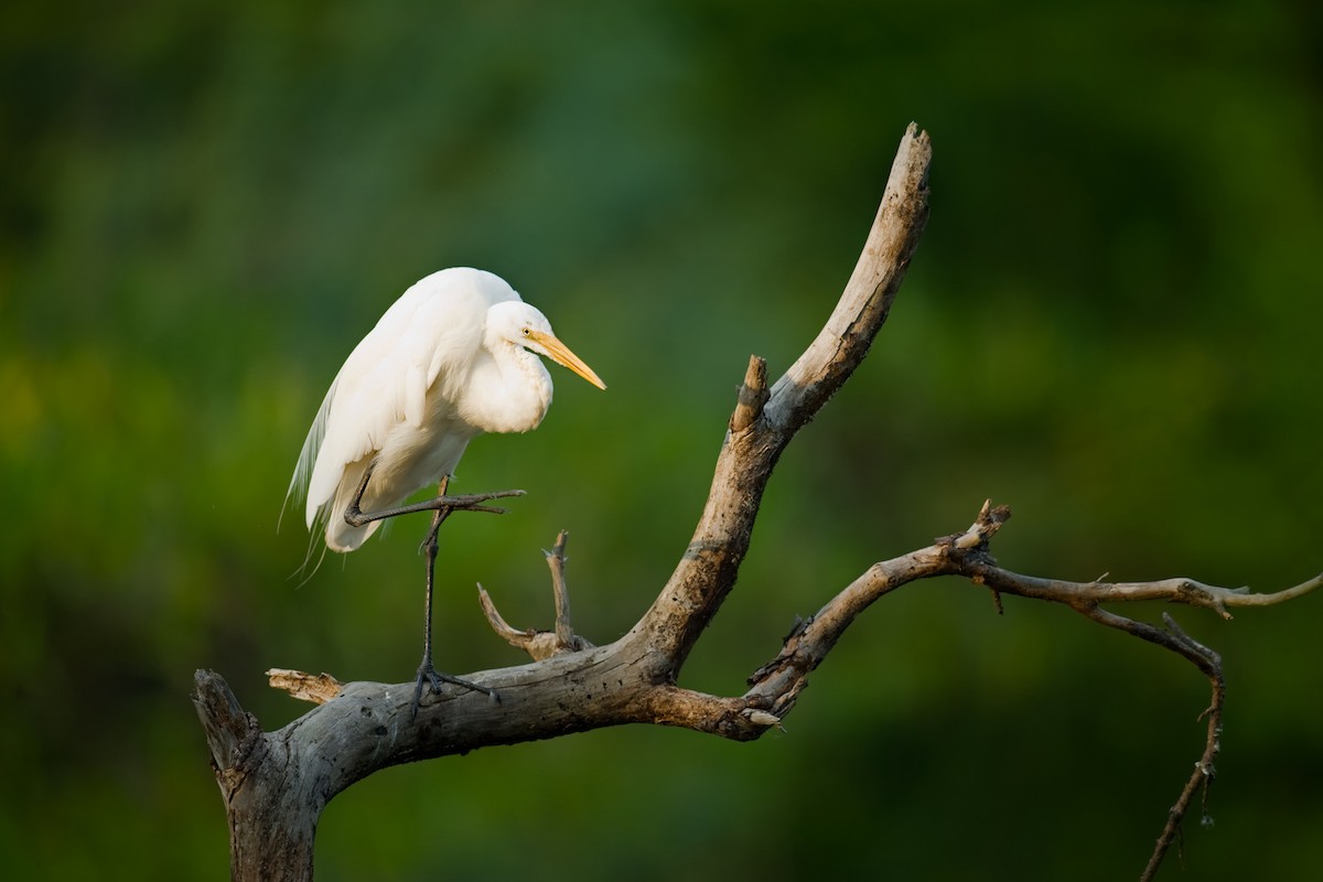 Great Egret - Alex & Amanda SM