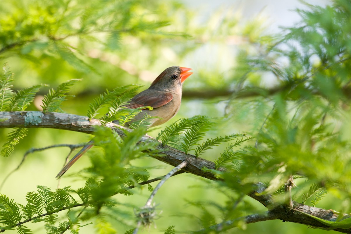 Cardinal rouge - ML620434217