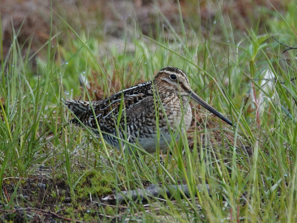 Wilson's Snipe - ML620434219