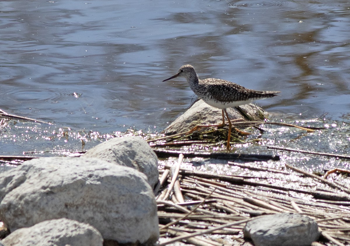 Lesser Yellowlegs - ML620434226