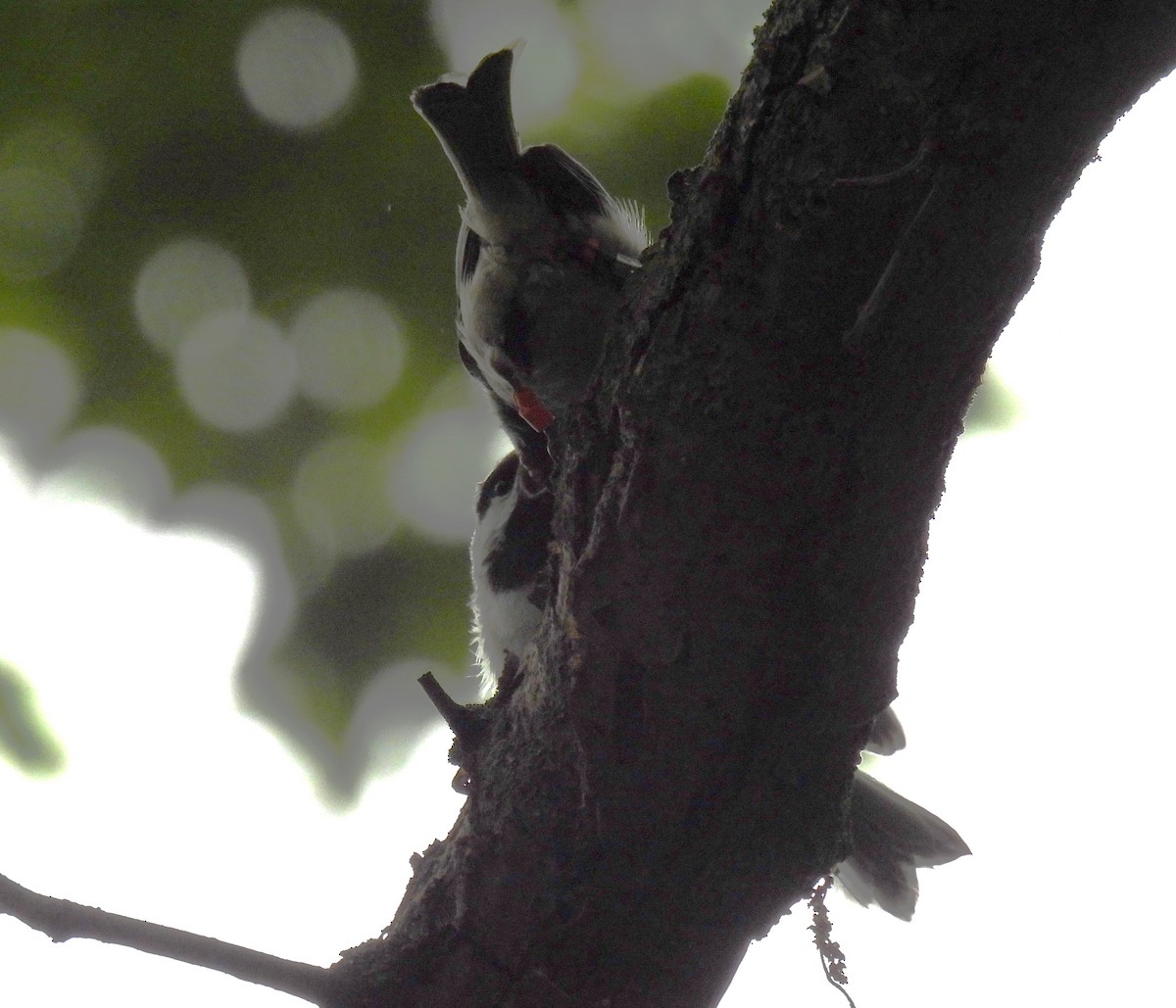 Carolina Chickadee - ML620434227