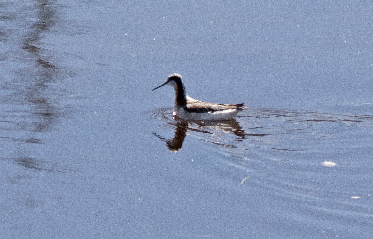 Phalarope de Wilson - ML620434228