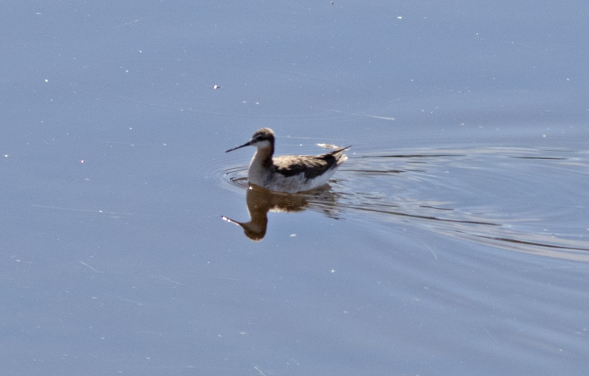 hvithalesvømmesnipe - ML620434229