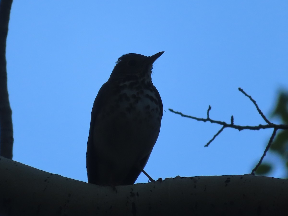 Hermit Thrush - J.A. Jensen