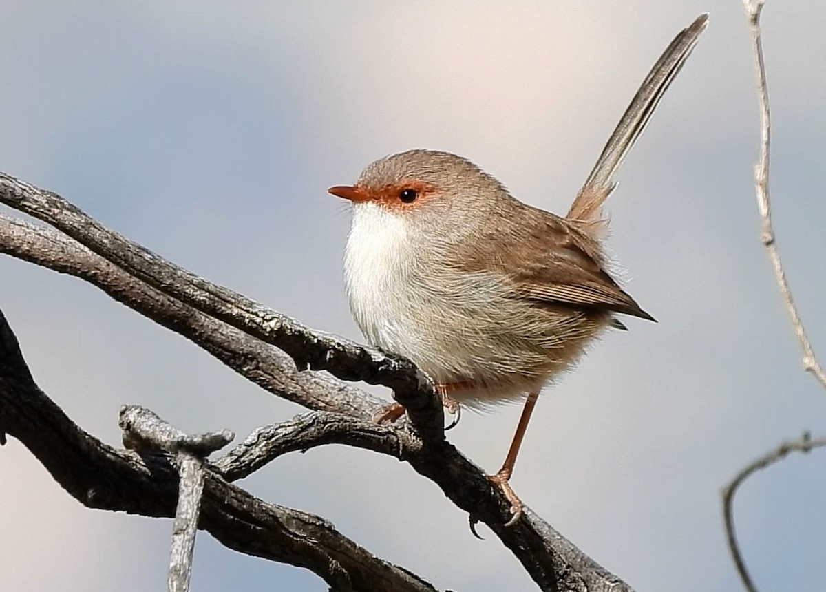 Superb Fairywren - ML620434234