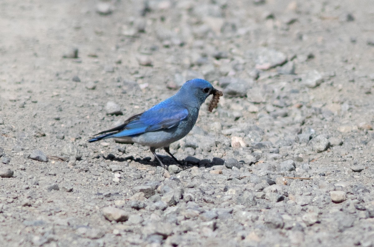 Mountain Bluebird - ML620434235