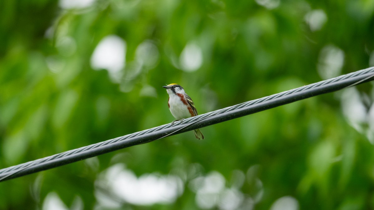 Chestnut-sided Warbler - ML620434236