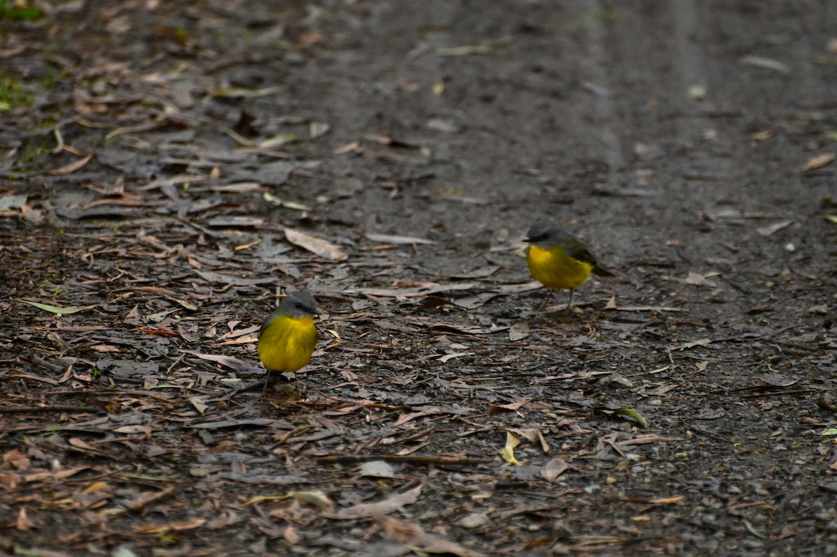 Eastern Yellow Robin - ML620434238